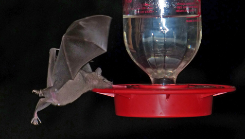 Lesser long-nosed bat feeding at a hummingbird feeder
