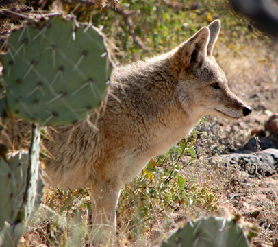 Coyote behind prickley pear cactus