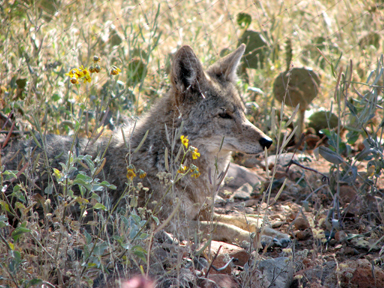 Coyote in the shade