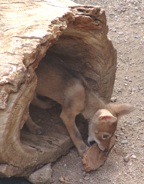Photo of coyote pup