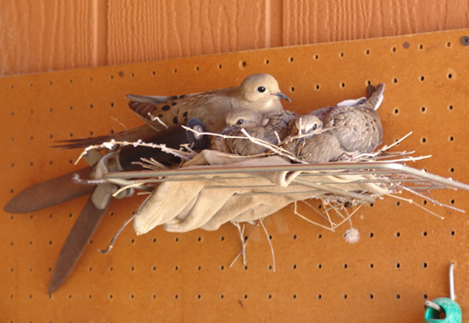 Photograph of a  mourning dove parent  and two fledglings