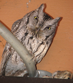 Western screech owl with prey