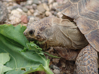 Tortoise eating gourd leaf