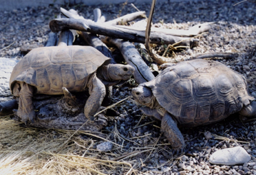 Two adult desert tortoises