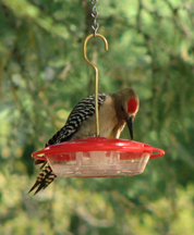 Gila woodpecker (male) drinking at a hummingbird feeder