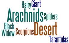 Arachnid Logo