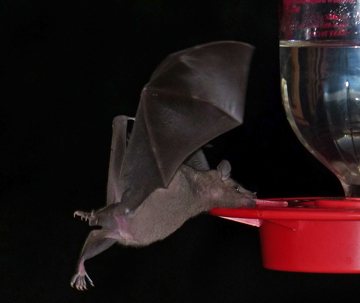 Lesser long-nosed bat close-up