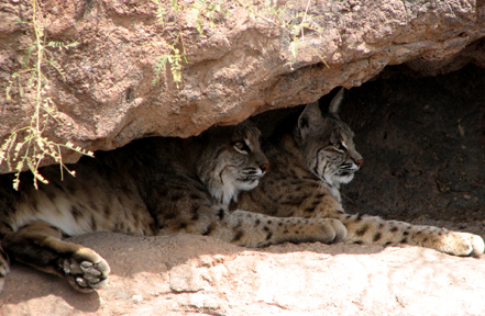 Audlt bobcats at the Arizona-Sonoran Desert Museum