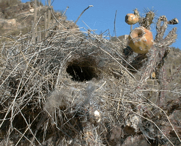 Cactus wren nest in a cholla cactus