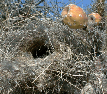 Cactus wren nest close-up