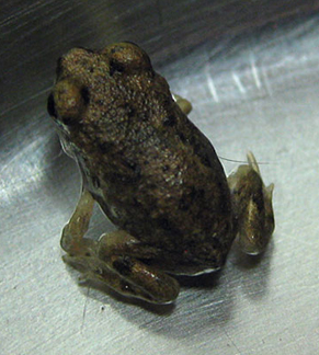 Photograph of a Newborn Spadefoot Toad