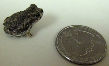 Photograph of a Newborn Spadefoot Toad
