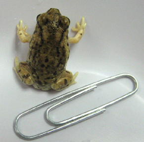 Newborn Spadefoot with Paperclilp