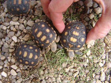 Tortoise hatchlings