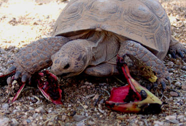 Tortoise eating saguaro cactus fruit