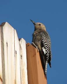 Gila woodpecker (male) sitting on fence